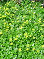 Filename=025_14_21ba_lopaticasta_zlatica_Ranunculus_ficaria_ba.jpg
Filesize=358KB
Dimensions=675x900
Date added=Dec 31, 2008 025_14_21ba_lopaticasta_zlatica_Ranunculus_ficaria_ba.jpg