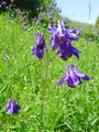 025_18_01bb_navadna_orlica_Aquilegia_vulgaris_DSC09661.jpg