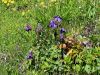 025_18_02cd_orlica_crnikastovijolicna_Aquilegia_atrata_IMG_7200aa.jpg