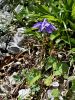 025_18_06cc_orlica_julijska_Aquilegia_julia_IMG_4702a.jpg