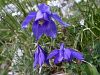025_18_06cf_orlica_julijska_Aquilegia_julia_IMG_4631a.jpg