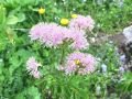 Filename=025_19_01bd_Talin_-vetrovka_Thalictrum_aquilegiifolium_2014_06210075.jpg
Filesize=223KB
Dimensions=900x675
Date added=Jan 11, 2015 025_19_01bd_Talin_-vetrovka_Thalictrum_aquilegiifolium_2014_06210075.jpg