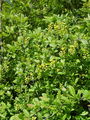 026_02_01ba_navadni_cesmin_Berberis_vulgaris_DSC09987.jpg