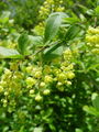 026_02_01bb_navadni_cesmin_Berberis_vulgaris_DSC00135~0.jpg