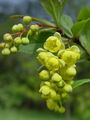 026_02_01bc_navadni_cesmin_Berberis_vulgaris_DSC00138a.jpg