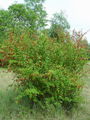 026_02_01bd_navadni_cesmin_Berberis_vulgaris_DSC02205.jpg