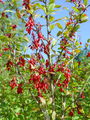 026_02_01be_navadni_cesmin_Berberis_vulgaris_DSC03191.jpg