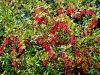 026_02_01bg_cesmin_navadni_Berberis_vulgaris_IMG_2490a.jpg