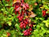 026_02_01bh_cesmin_navadni_Berberis_vulgaris_IMG_2491a.jpg