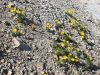 027_03_01bba_mak_alpski_Papaver_alpinum_ssp__kerneri_IMG_3480a.jpg