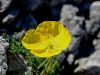 027_03_01bbd_mak_alpski_Papaver_alpinum_ssp__kerneri_IMG_3476a.jpg