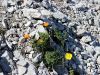 027_03_01bbe_mak_alpski_Papaver_alpinum_ssp__kerneri_IMG_3477a.jpg