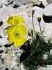 027_03_01bcc_mak_Kernerjev_Papaver_alpinum_ssp__kerneri_DSC01039a.jpg