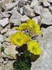 027_03_01bcd_mak_Kernerjev_Papaver_alpinum_subsp__kerneri_DSC01038a.jpg