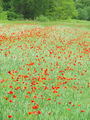 027_03_05ba_poljski_mak,_purpelica_Papaver_rhoeas_DSC09994.jpg
