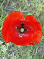 027_03_05bc_poljski_mak,_purpelica_Papaver_rhoeas_DSC09834.jpg