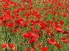 027_03_05be_Mak_poljski,_purpelica_Papaver_rhoeas_IMG_6425a.jpg