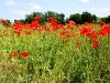 027_03_05bf_Mak_poljski,_purpelica_Papaver_rhoeas_IMG_6434a.jpg