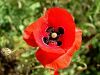 027_03_05bg_Mak_poljski,_purpelica_Papaver_rhoeas_IMG_6430a.jpg