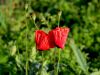 027_03_05bh_mak_poljski_purpulica_Papaver_rhoeas_IMG_3399a.jpg