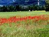027_03_05ca_mak_poljski_purpelica_Papaver_rhoeas_IMG_0554a.jpg