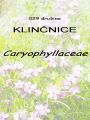 029_00_00c_klincnice_Caryophyllaceae.jpg