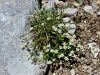 029_03_09ca_crvinka_Gerardova_Minuartia_gerardii_IMG_1743a.jpg