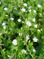 029_04_03bb_navadna_zvezdica_Stellaria_media_DSC08601.jpg