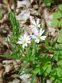 029_04_06bb_velecvetna_zvezdica_Stellaria_holstea_DSC09514.jpg