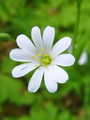 029_04_06bc_velecvetna_zvezdica_Stellaria_holstea_DSC09515.jpg