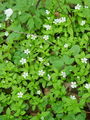029_05_01ba_evropska_gomoljcica_Pseudostellaria_europaea_DSC08497.jpg