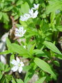 029_05_01bb_evropska_gomoljcica_Pseudostellaria_europaea_DSC08564.jpg
