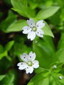 029_05_01bc_evropska_gomoljcica_Pseudostellaria_europaea_DSC08381.jpg