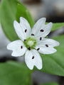 029_05_01bc_evropska_gomoljcica_Pseudostellaria_europaea_DSC08527.jpg
