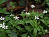 029_05_01bf_gomoljcica_evropska_Pseudostellaria_europea_IMG_0958.JPG