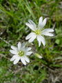 029_07_04ac_smiljka_njivska_Cerastium_arvense_ac.jpg