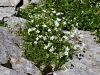 029_07_05ca_smiljka_toga_Cerastium_strictum_IMG_4482a.jpg