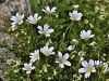 029_07_05cb_smiljka_toga_Cerastium_strictum_IMG_4484a.jpg