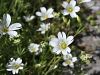 029_07_05cc_smiljka_toga_Cerastium_strictum_IMG_4483a.jpg