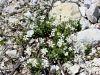 029_07_08cb_smiljka_soska_Cerastium_subtriflorum_IMG_6903a.jpg