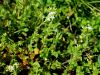 029_07_12bb_smiljka_klobcasta_Cerastium_glomeratum_IMG_0354a.jpg