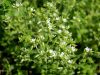 029_07_12bc_smiljka_klobcasta_Cerastium_glomeratum_IMG_0351a.jpg