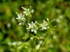 029_07_12bd_smiljka_klobcasta_Cerastium_glomeratum_IMG_0355a.jpg