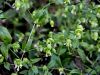 029_20_01be_rokavec_navadni_Silene_baccifera_IMG_8033a.jpg