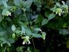 029_20_01bf_rokavec_navadni_Silene_baccifera_IMG_8028a.jpg