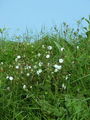 029_20_02aa_Slizek_beli_Silene_latifolia_aa.jpg