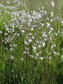 029_20_13aa_lepnica_kimasta_Silene_nutans_aa.jpg