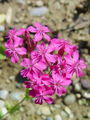029_21_01bc_vrtna_naskalnica_Atocion_armeria_DSC01715.jpg