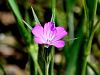 029_23_01cc_kokalj_navadni_Agrostemma_githago_IMG_0542a.jpg