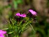 029_29_04bb_klincek_navadni_Dianthus_carthusianorum_IMG_1419a.jpg